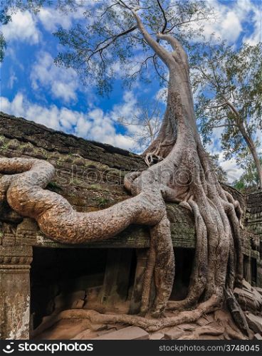 Ancient Khmer architecture. Ta Prohm temple with giant banyan tree at Angkor Wat complex, Siem Reap, Cambodia. Three images panorama