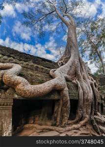 Ancient Khmer architecture. Ta Prohm temple with giant banyan tree at Angkor Wat complex, Siem Reap, Cambodia. Three images panorama