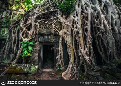 Ancient Khmer architecture. Ta Prohm temple with giant banyan tree at Angkor Wat complex, Siem Reap, Cambodia travel destinations