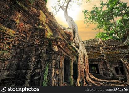 Ancient Khmer architecture. Ta Prohm temple with giant banyan tree at sunset. Angkor Wat complex, Siem Reap, Cambodia travel destinations
