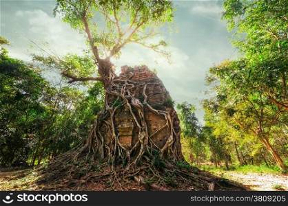 Ancient Khmer pre Angkor architecture. Sambor Prei Kuk temple ruins with giant banyan trees under blue sky. Kampong Thom, Cambodia travel destinations