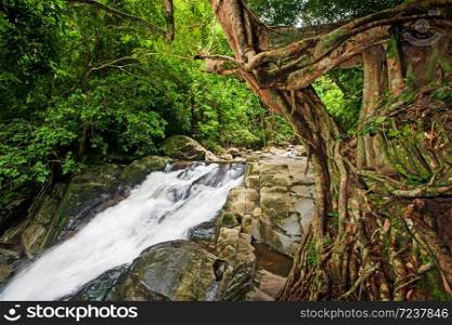 Ancient large banyan trees and gentle waterfall in tropical forest on rain morning. Kaeng Krachan National Park, Thailand. Long exposure.