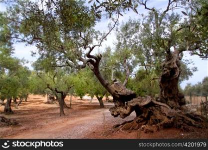 Ancient mediterranean olive trees from Majorca island in Spain