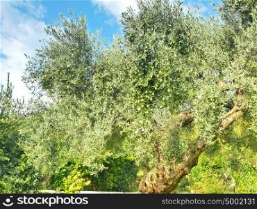 Ancient olive tree growing in Greece