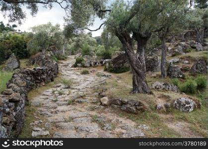 Ancient road and olive trees in Turkey