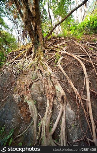 Ancient root