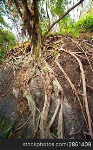Ancient root