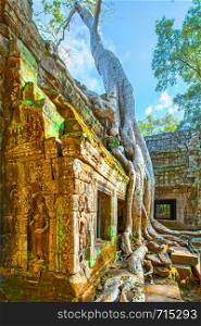Ancient ruins of Ta Prohm temple twined around by giant roots in the Angkor Wat, Cambodia