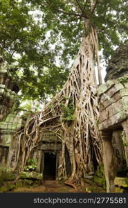 Ancient Ta Prohm or Rajavihara Temple at Angkor, Siem Reap, Cambodia.