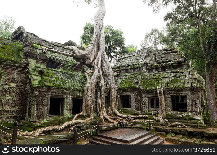 Ancient Ta Prohm or Rajavihara Temple at Angkor, Siem Reap, Cambodia.