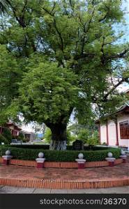 Ancient tamarind tree in Quang Trung museum, Binh Dinh, Vietnam on day, a place to commemorate hero of Vietnamese nation in history, this tree grow by parents of Nguyen Hue King
