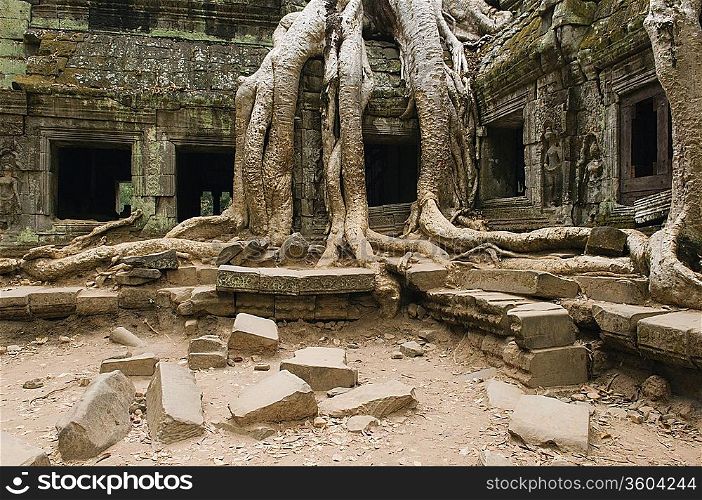 Ancient Temple with Tree Roots Covering Part of Structure