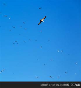 and free group of birds in oman the sky