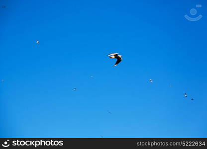 and free group of birds in oman the sky