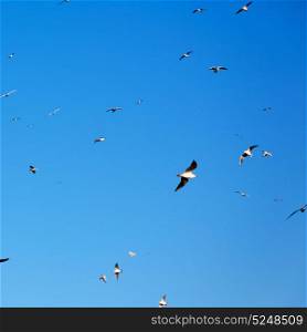 and free group of birds in oman the sky