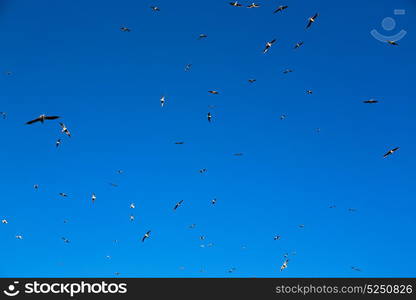 and free group of birds in oman the sky