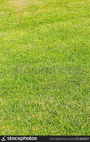 and grass plant in oman the green garden