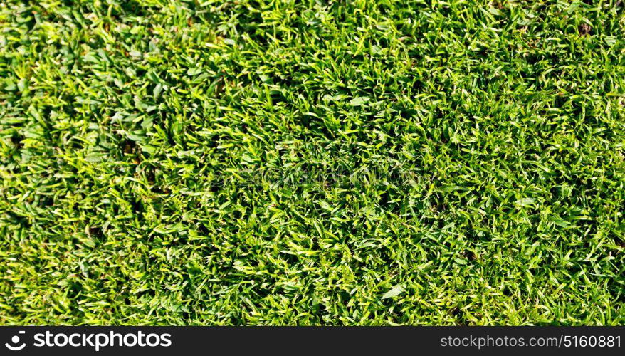 and grass plant in oman the green garden