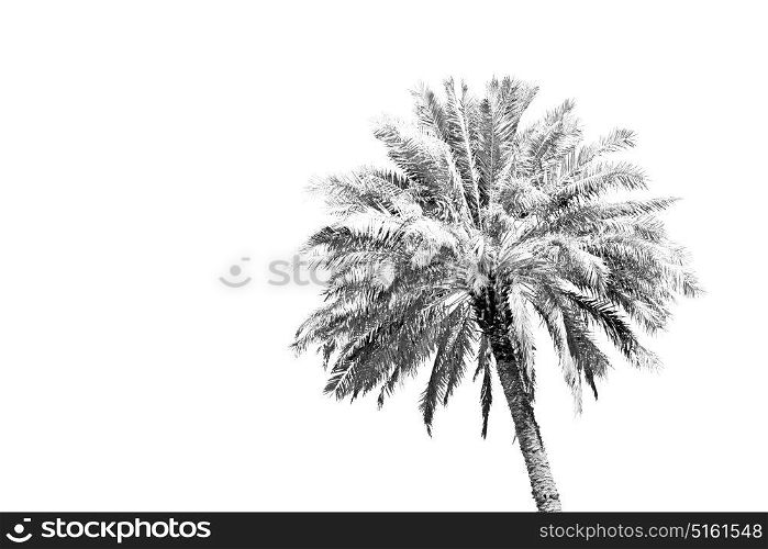 and the clear sky in oman the palm