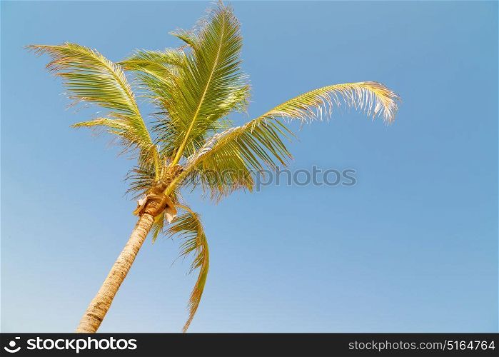 and the clear sky in oman the palm