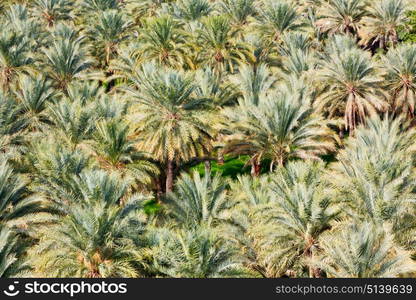 and the cultivation of palm fruit from high in oman garden