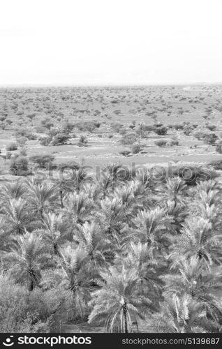 and the cultivation of palm fruit from high in oman garden