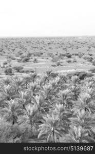 and the cultivation of palm fruit from high in oman garden