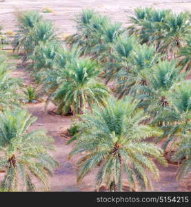 and the cultivation of palm fruit from high in oman garden