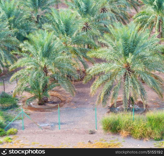 and the cultivation of palm fruit from high in oman garden