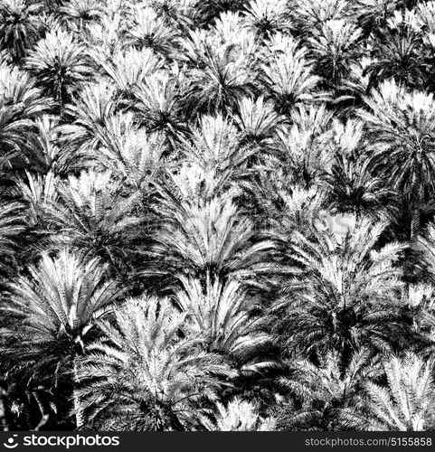 and the cultivation of palm fruit from high in oman garden