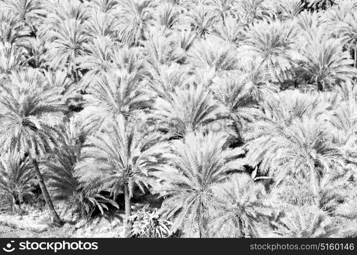 and the cultivation of palm fruit from high in oman garden