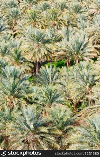 and the cultivation of palm fruit from high in oman garden