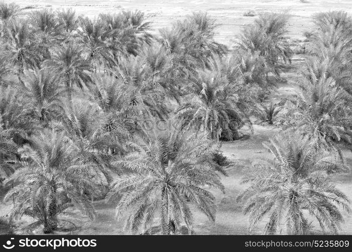 and the cultivation of palm fruit from high in oman garden