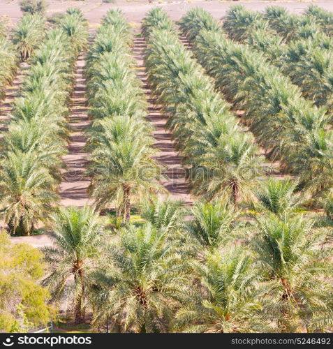 and the cultivation of palm fruit from high in oman garden