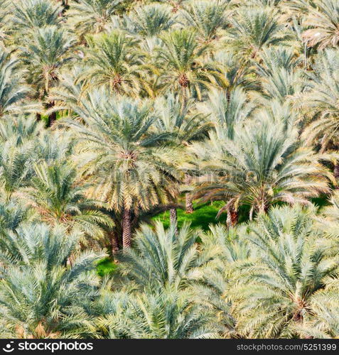 and the cultivation of palm fruit from high in oman garden