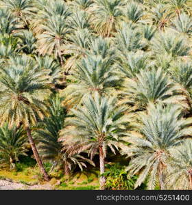 and the cultivation of palm fruit from high in oman garden