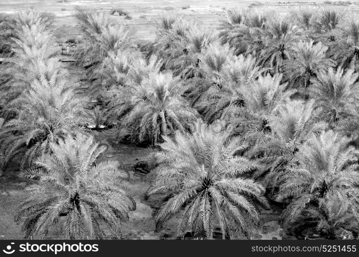 and the cultivation of palm fruit from high in oman garden