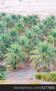 and the cultivation of palm fruit from high in oman garden