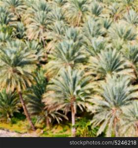 and the cultivation of palm fruit from high in oman garden blur