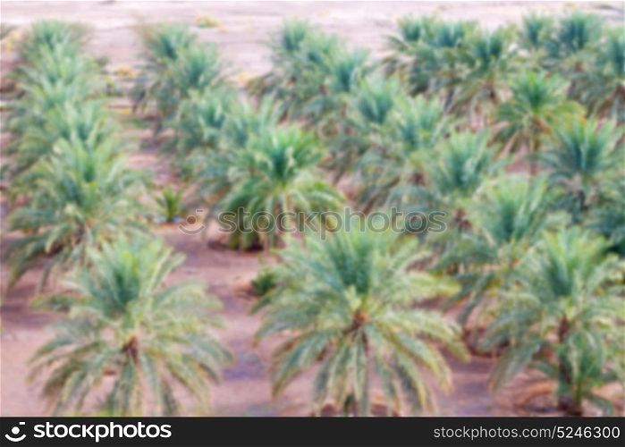 and the cultivation of palm fruit from high in oman garden blurred