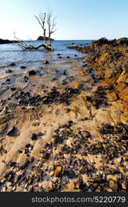 andilana beach seaweed in indian ocean madagascar mountain sand isle sky and rock