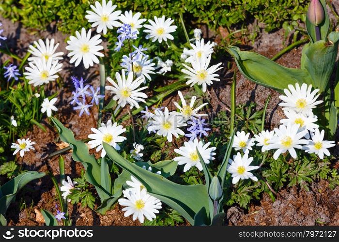 Anemone blanda, variety White Splendour in spring flowers