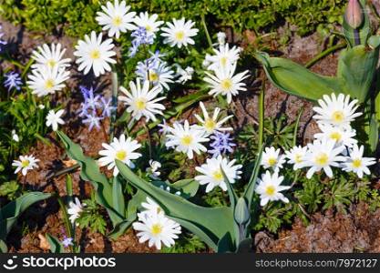 Anemone blanda, variety White Splendour in spring flowers