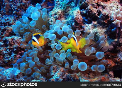 anemone fish, clown fish, underwater photo