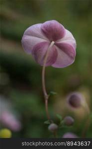 anemone flower pink flower blossom