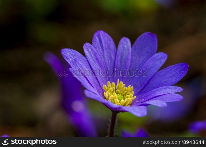 anemone flower plant blossom