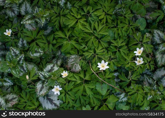 Anemone flower surrounded by green leaves in a garden