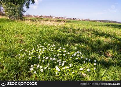 anemone flowers on a green meadow in Germany with background