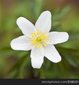 Anemone nemorosa is an early-spring flowering plant native to Europe. White early Spring flower close up/. Anemone nemorosa is an early-spring flowering plant native to Europe.