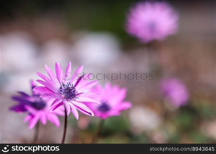 anemone pink anemone wildflowers